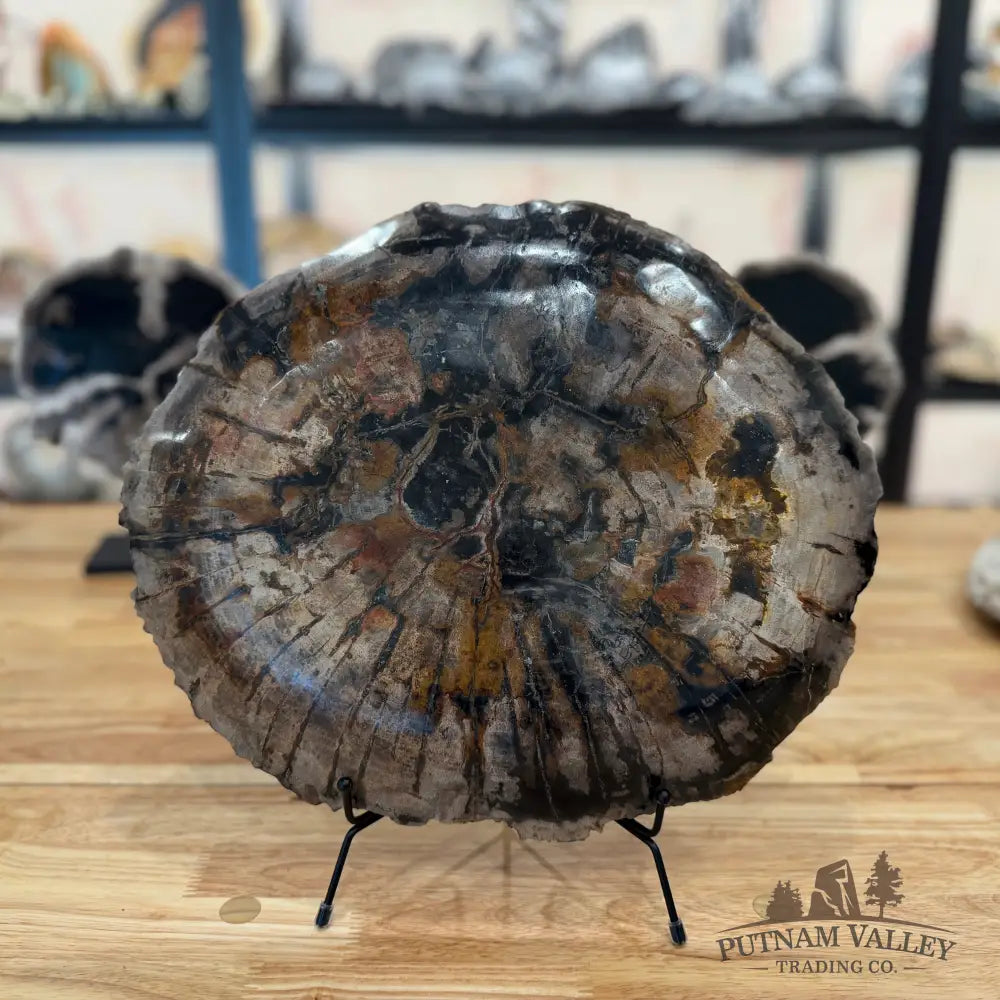 Indonesian Petrified Wood Rustic Serving Platter Plate