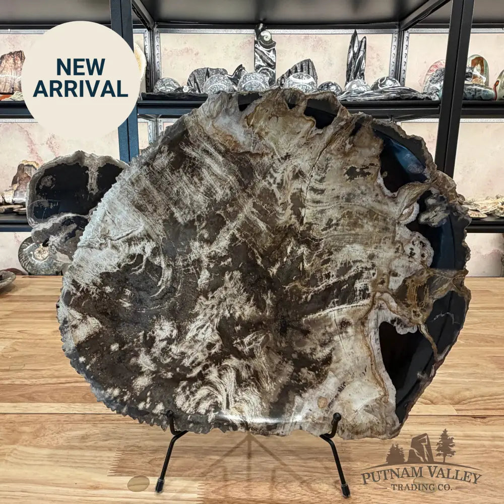 Indonesian Petrified Wood Rustic Serving Platter Plate