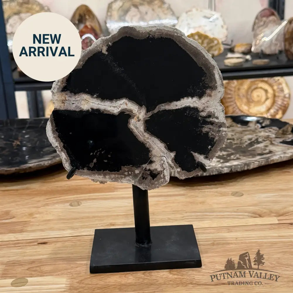 Indonesian Petrified Wood Table Accent Accent