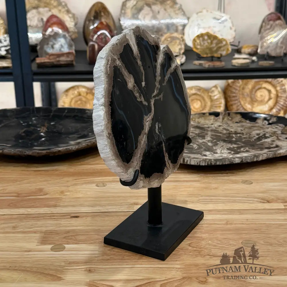 Indonesian Petrified Wood Table Accent Accent