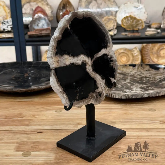 Indonesian Petrified Wood Table Accent Accent