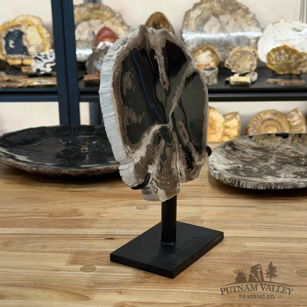 Indonesian Petrified Wood Table Accent Accent