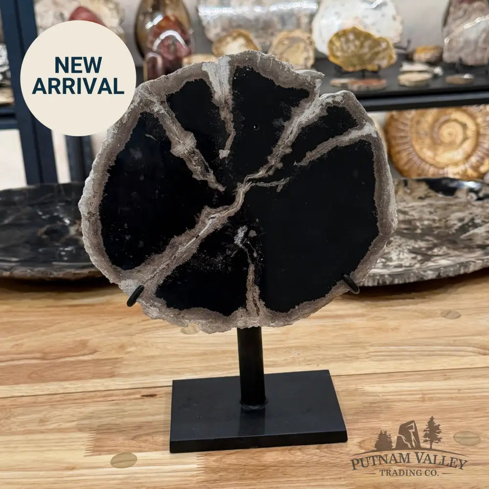 Indonesian Petrified Wood Table Accent Accent