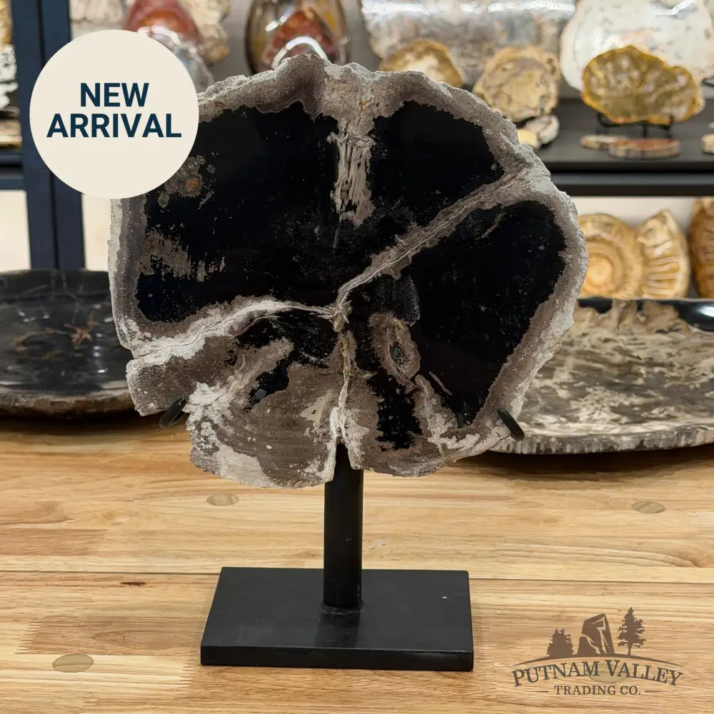 Indonesian Petrified Wood Table Accent Accent