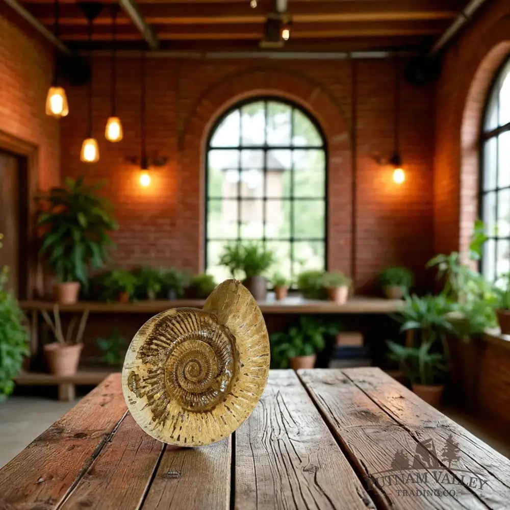 Jurasic Ammonite Fossil Fossil Specimen