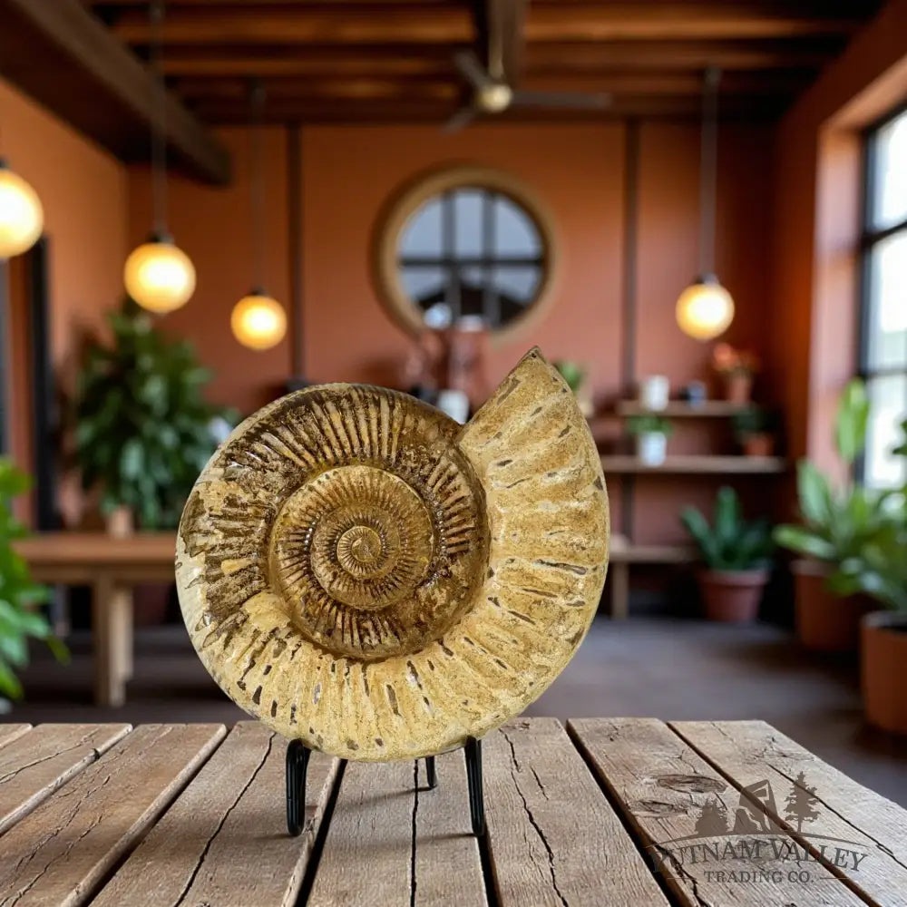 Jurasic Ammonite Fossil Fossil Specimen