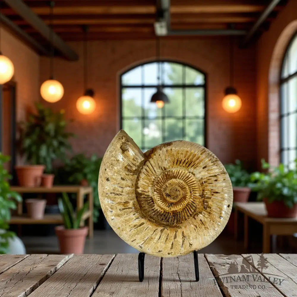 Jurasic Ammonite Fossil Fossil Specimen
