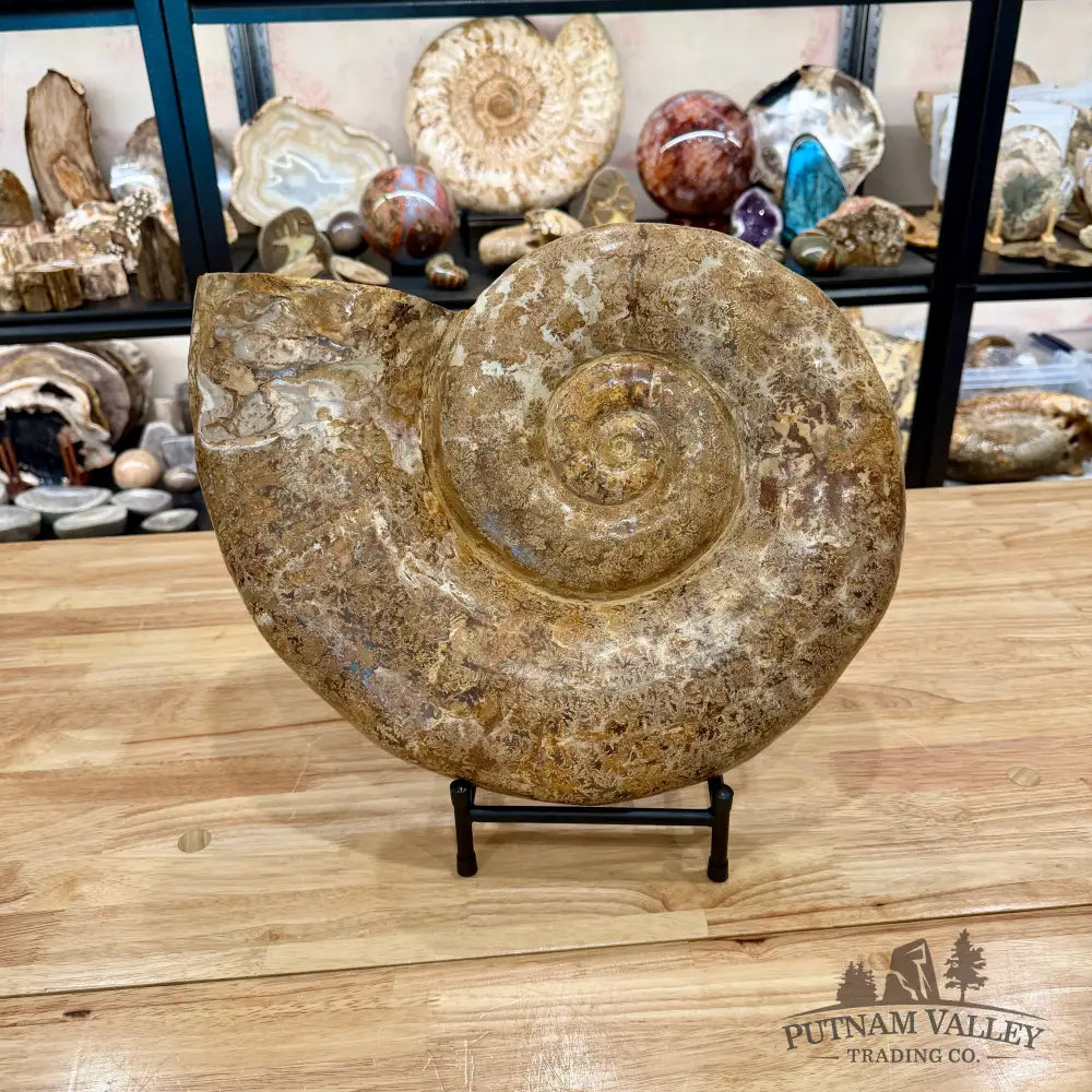 Jurassic Ammonite Fossil 17’’ | 27 lb - Fossil Specimen