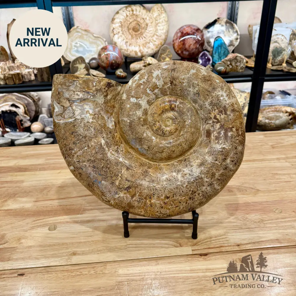 Jurassic Ammonite Fossil 17’’ | 27 lb - Fossil Specimen