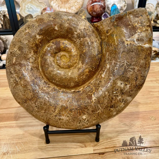 Jurassic Ammonite Fossil 17’’ | 27 lb - Fossil Specimen