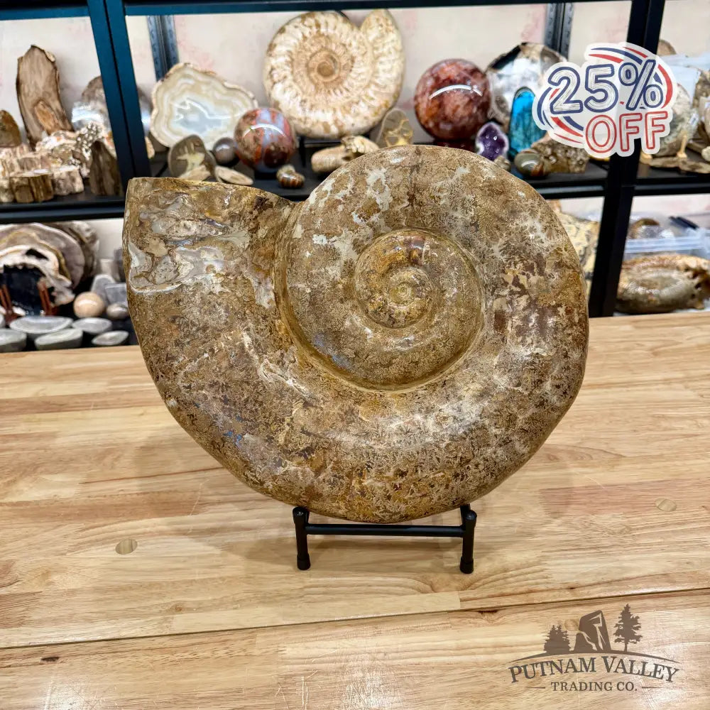 Jurassic Ammonite Fossil 17’’ | 27 lb - Fossil Specimen
