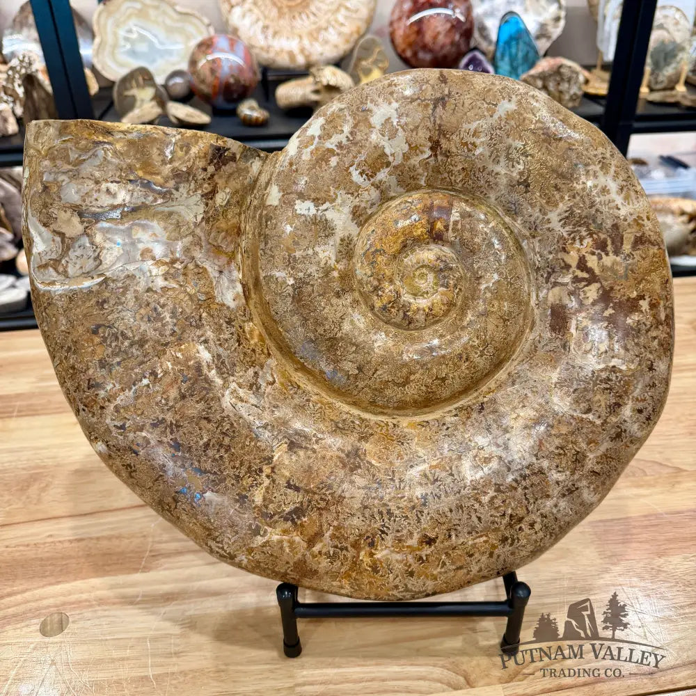 Jurassic Ammonite Fossil 17’’ | 27 lb - Fossil Specimen