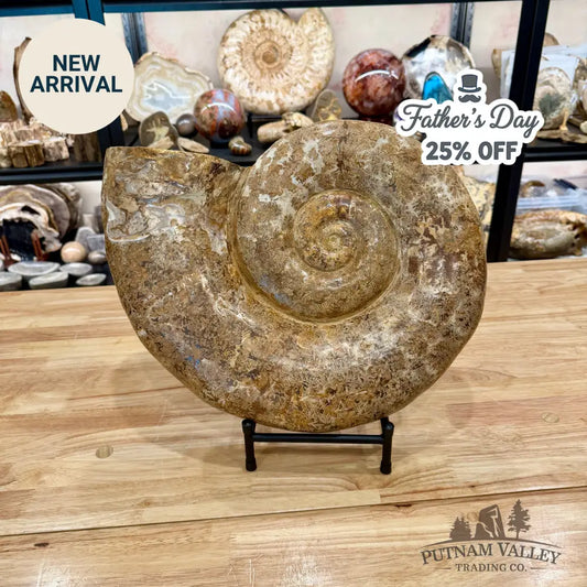Jurassic Ammonite Fossil 17’’ | 27 lb - Fossil Specimen