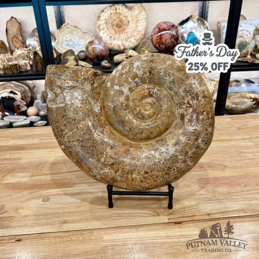 Jurassic Ammonite Fossil 17’’ | 27 lb - Fossil Specimen