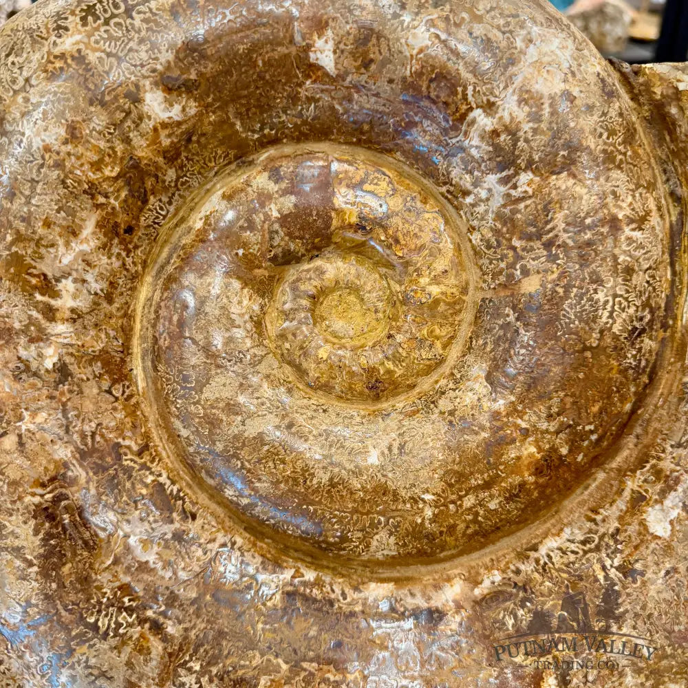 Jurassic Ammonite Fossil 17’’ | 27 lb - Fossil Specimen