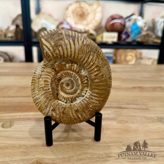 Jurassic Ammonite Fossil 5.15’’ - Fossil Specimen