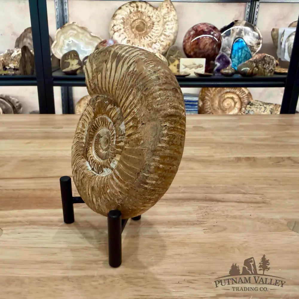 Jurassic Ammonite Fossil 5.15’’ - Fossil Specimen