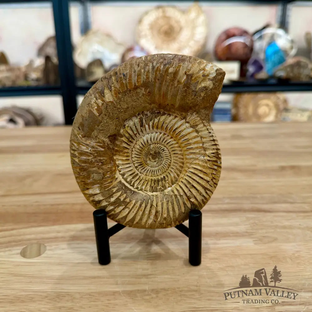 Jurassic Ammonite Fossil 5.15’’ - Fossil Specimen