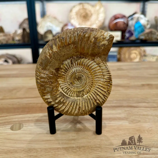 Jurassic Ammonite Fossil 5.15’’ - Fossil Specimen