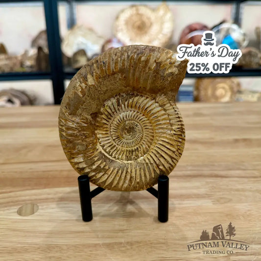 Jurassic Ammonite Fossil 5.15’’ - Fossil Specimen