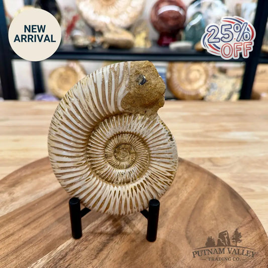 Jurassic Ammonite Fossil 5.2’’ - Fossil Specimen
