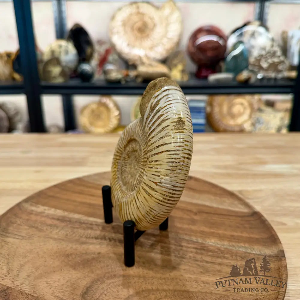 Jurassic Ammonite Fossil 5.2’’ - Fossil Specimen