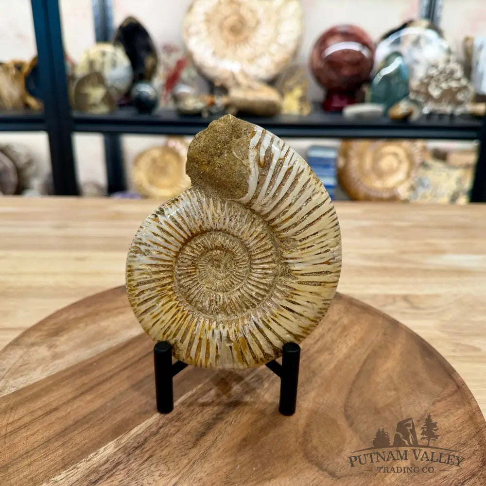 Jurassic Ammonite Fossil 5.2’’ - Fossil Specimen