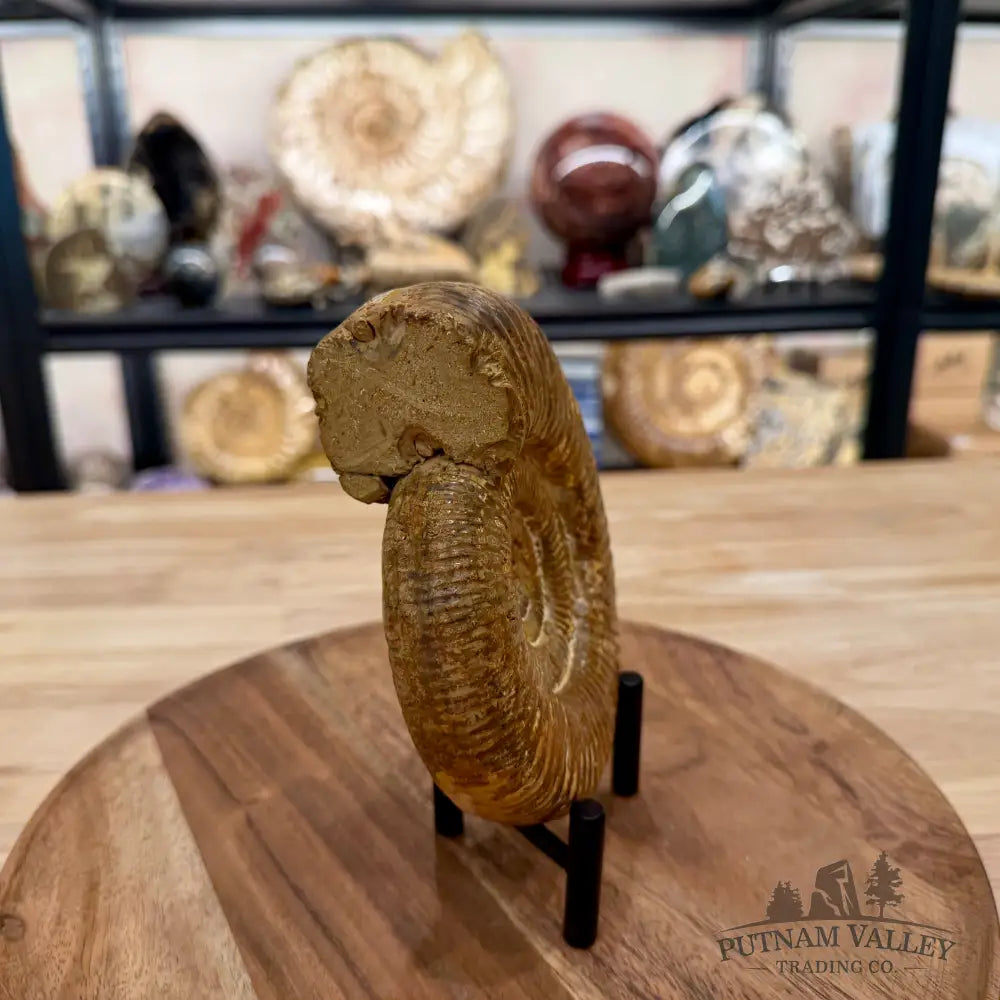 Jurassic Ammonite Fossil 5.81’’ - Fossil Specimen