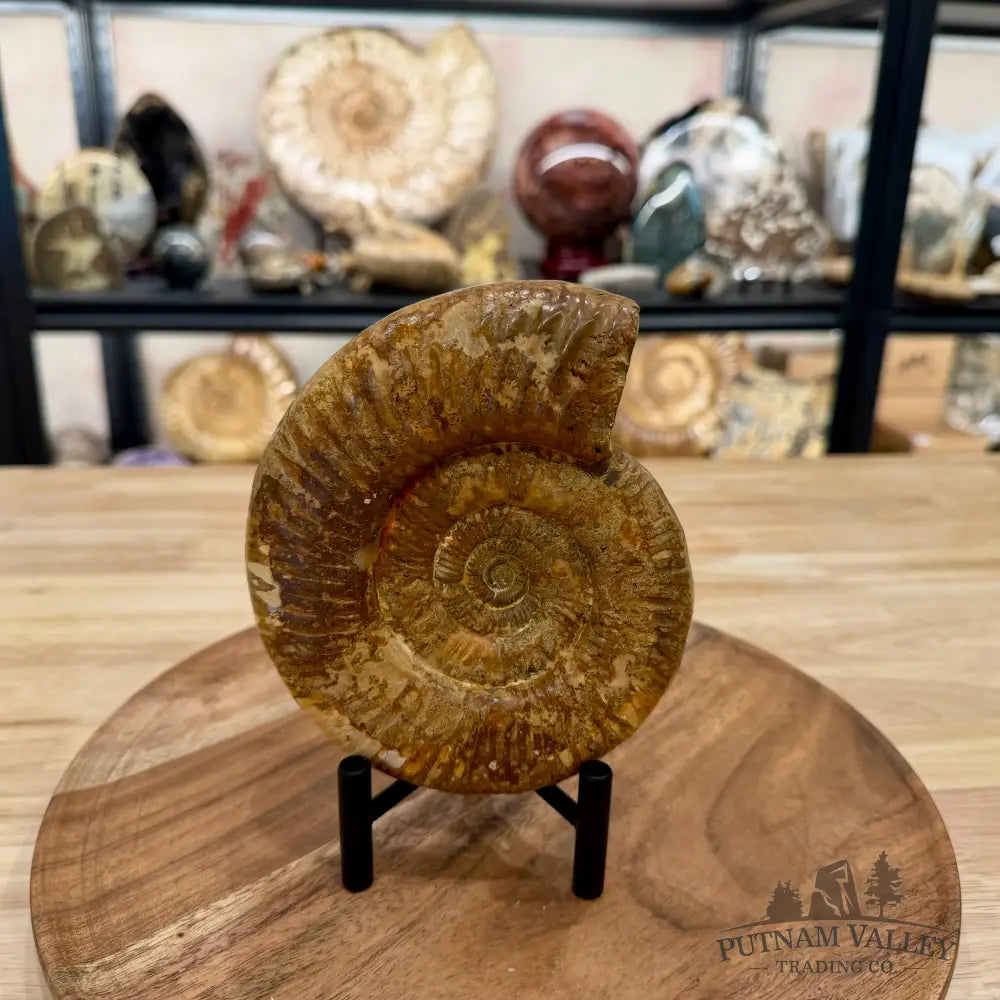 Jurassic Ammonite Fossil 5.81’’ - Fossil Specimen