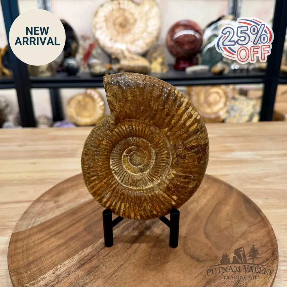 Jurassic Ammonite Fossil 5.81’’ - Fossil Specimen