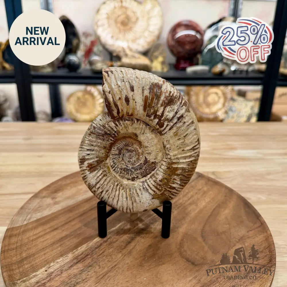 Jurassic Ammonite Fossil 5.87’’ - Fossil Specimen