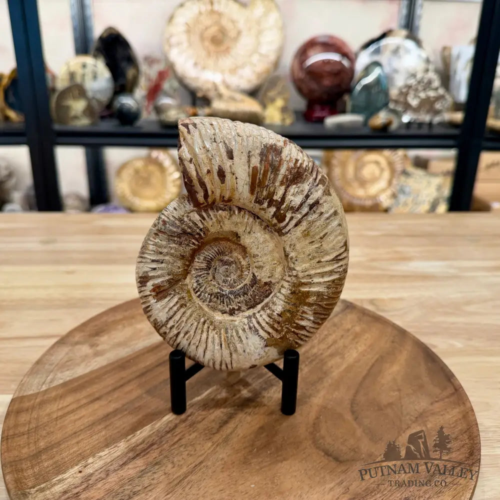 Jurassic Ammonite Fossil 5.87’’ - Fossil Specimen