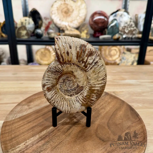 Jurassic Ammonite Fossil 5.87’’ - Fossil Specimen