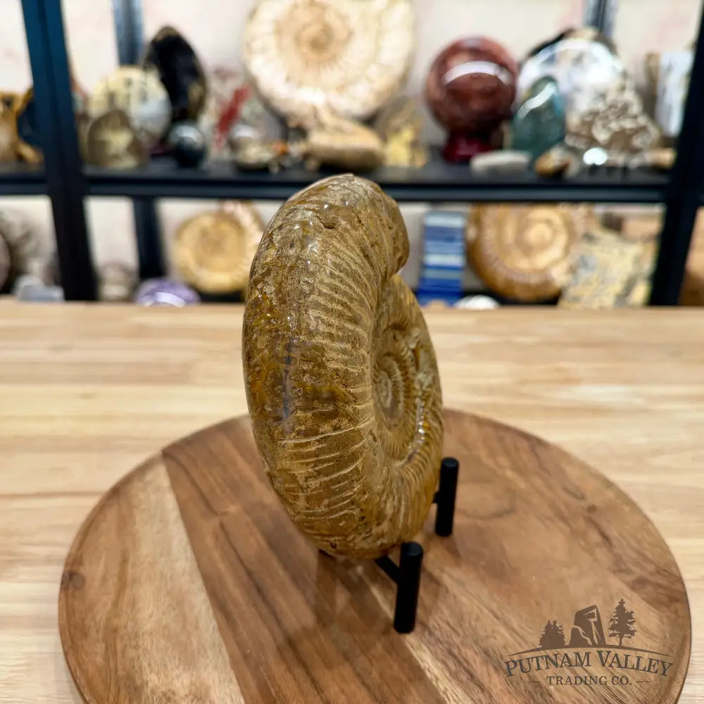 Jurassic Ammonite Fossil 6.08’’ - Fossil Specimen