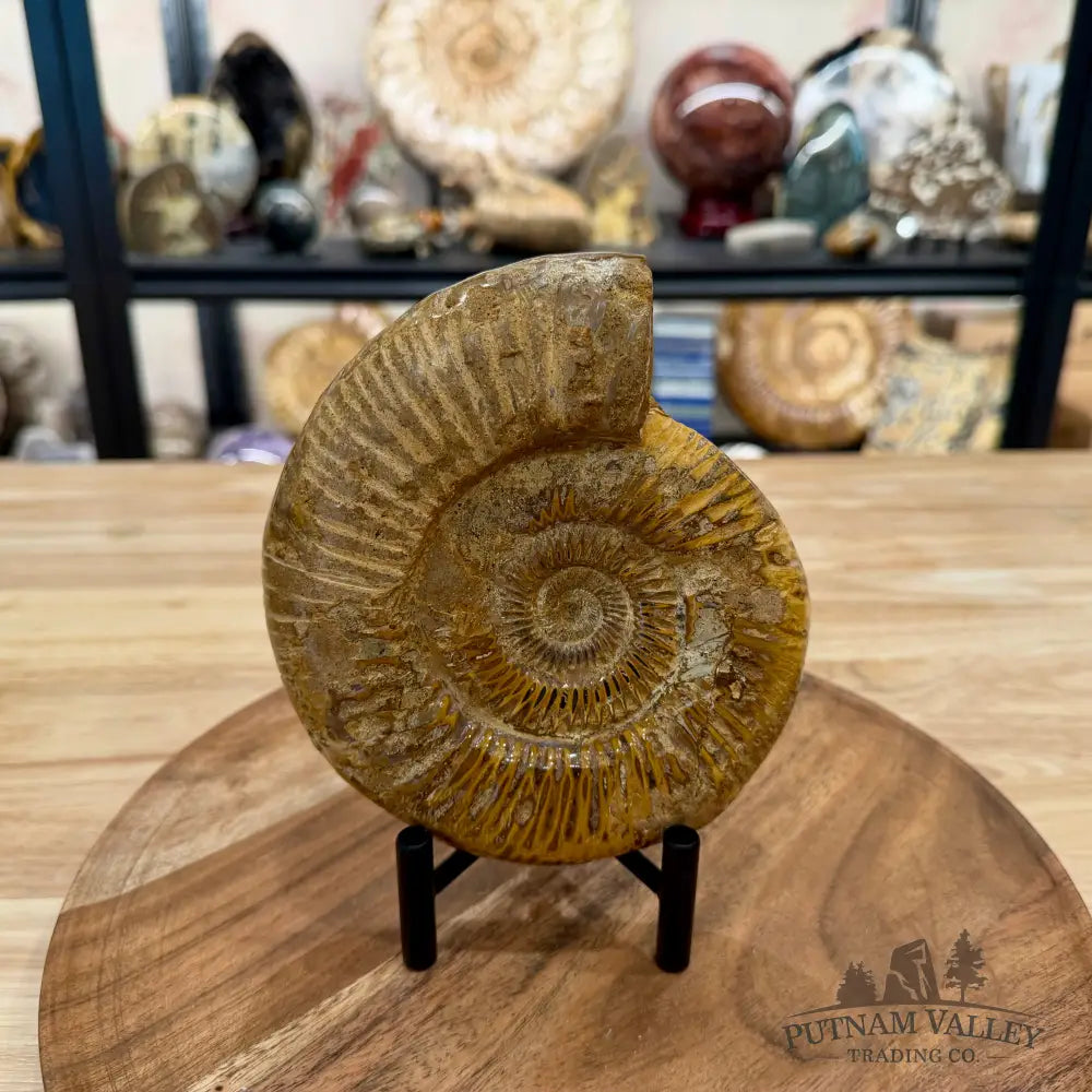 Jurassic Ammonite Fossil 6.08’’ - Fossil Specimen