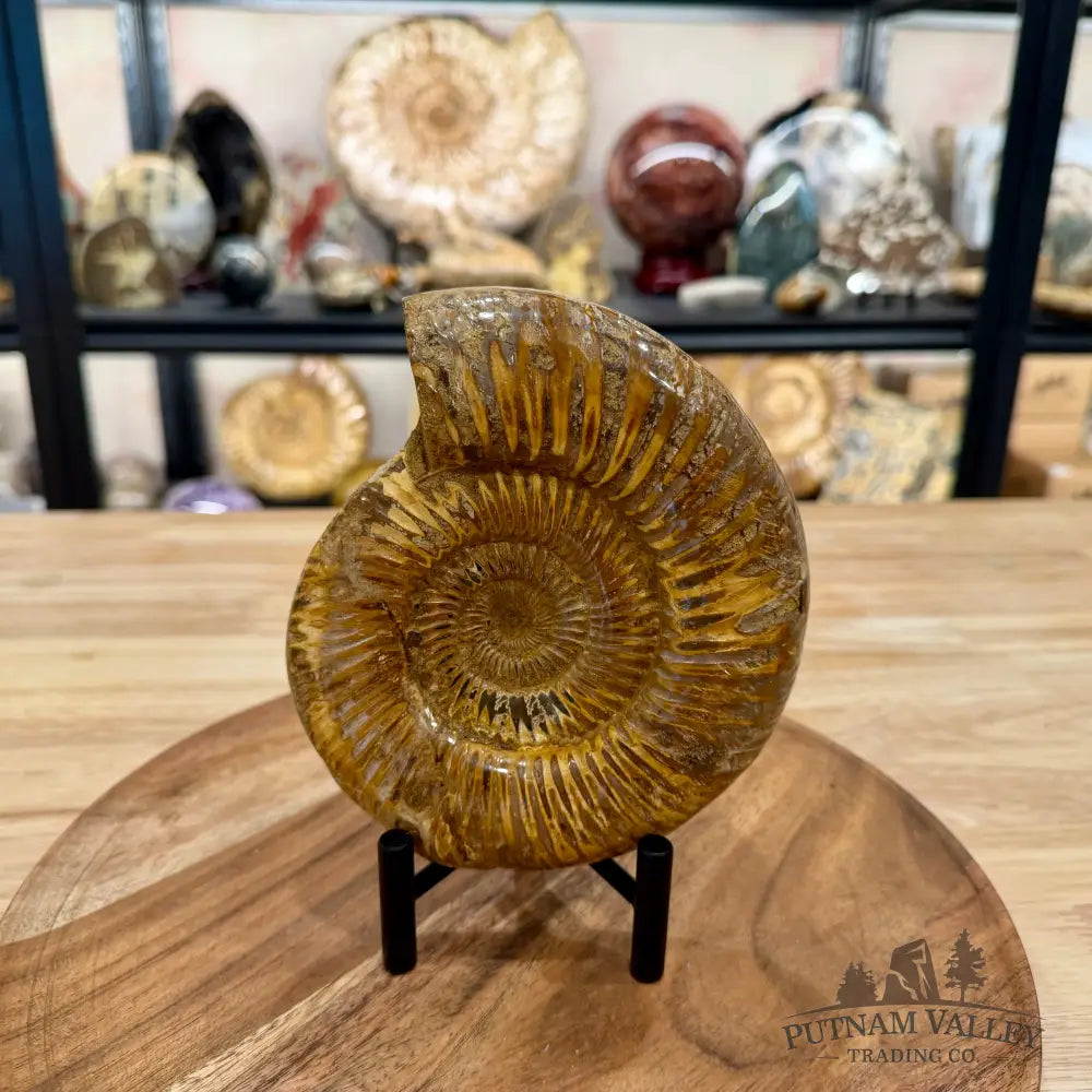 Jurassic Ammonite Fossil 6.08’’ - Fossil Specimen