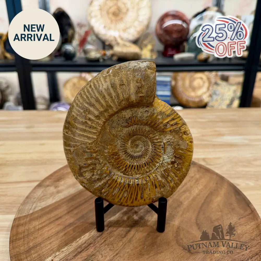 Jurassic Ammonite Fossil 6.08’’ - Fossil Specimen