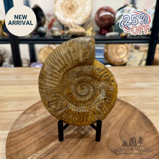 Jurassic Ammonite Fossil 6.08’’ - Fossil Specimen