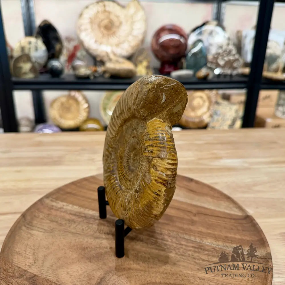 Jurassic Ammonite Fossil 6.08’’ - Fossil Specimen
