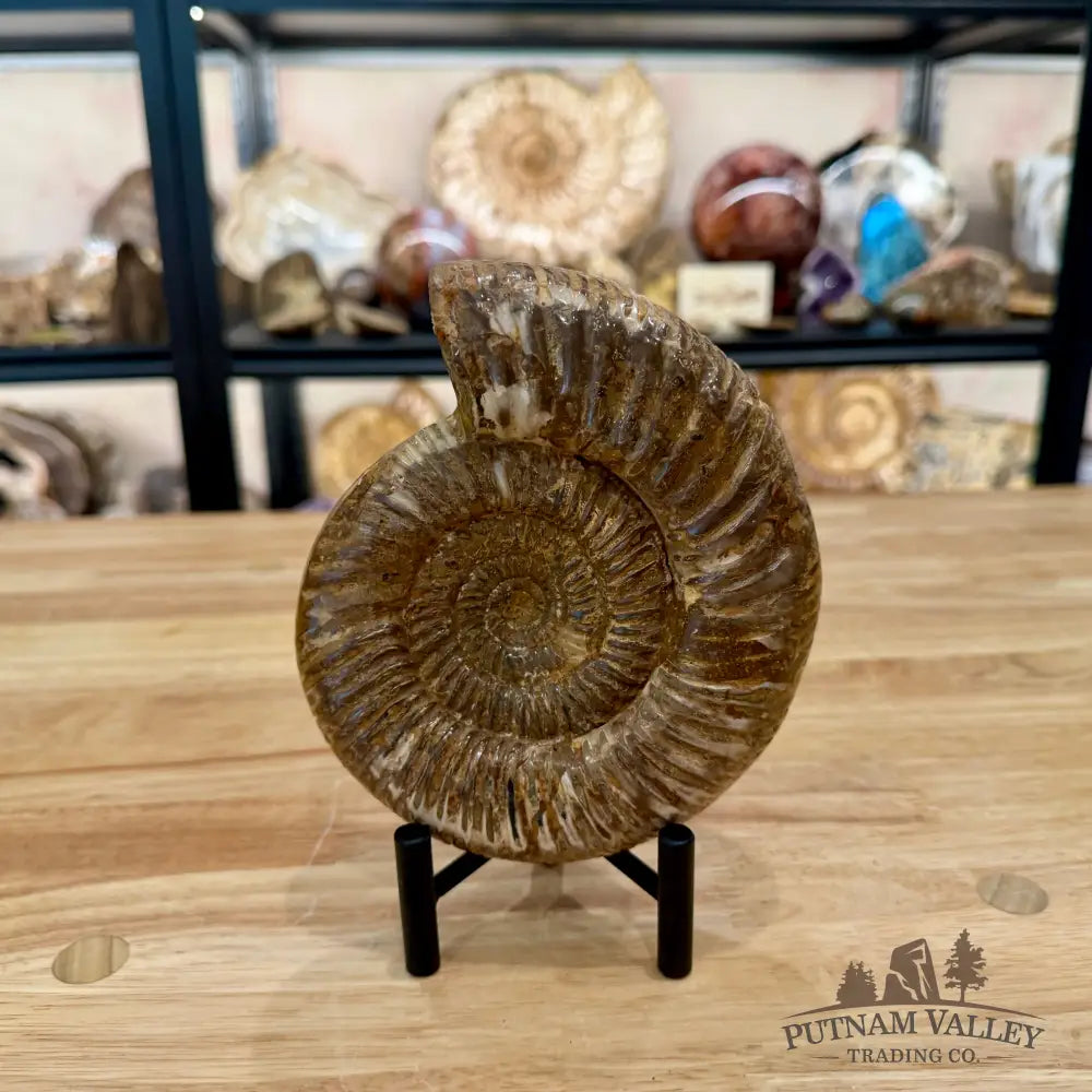 Jurassic Ammonite Fossil 6.11’’ - Fossil Specimen
