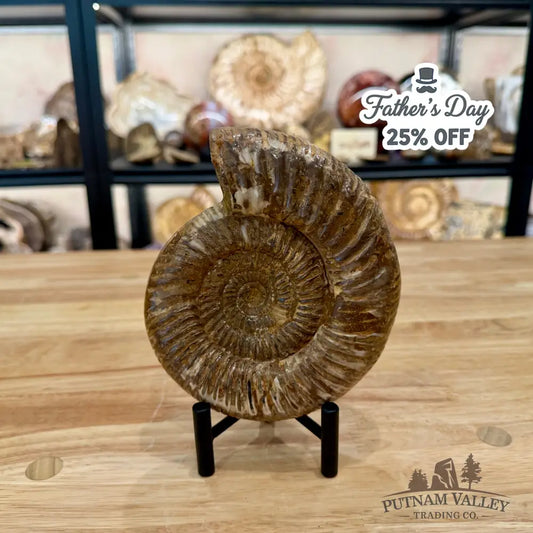 Jurassic Ammonite Fossil 6.11’’ - Fossil Specimen