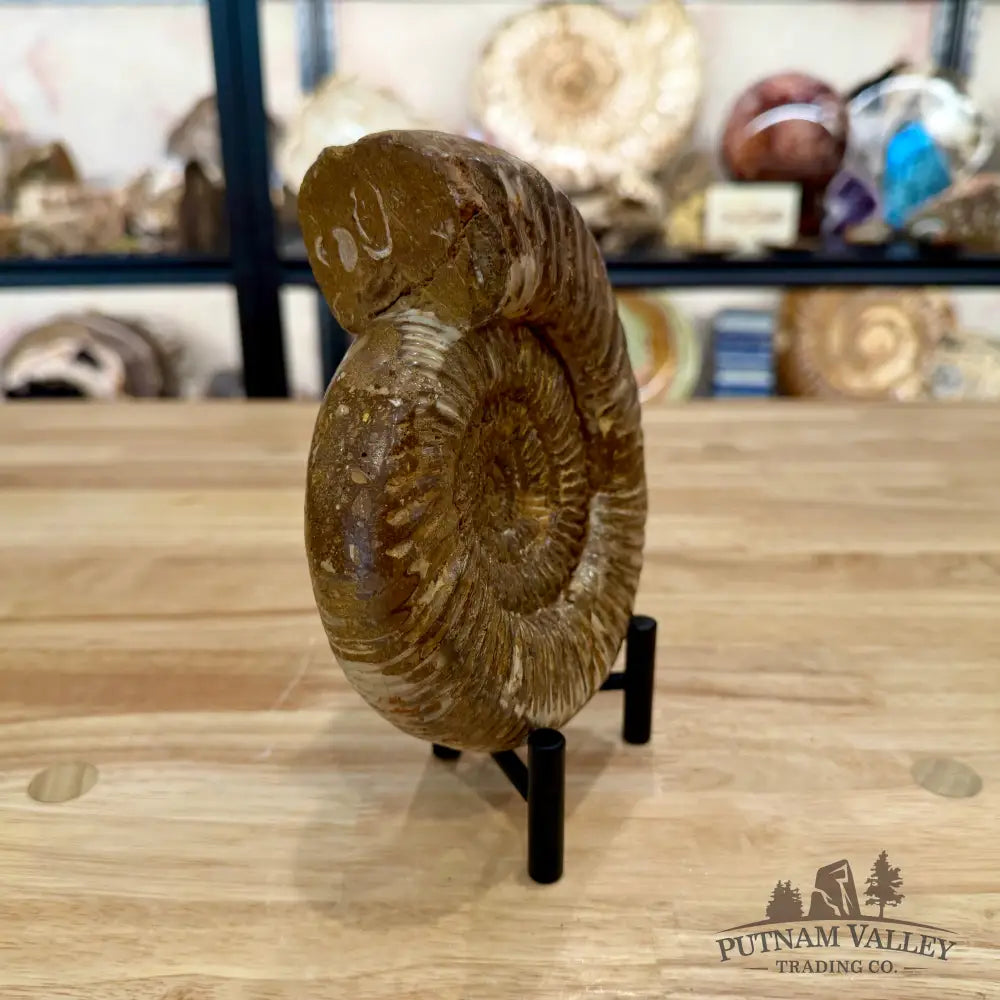 Jurassic Ammonite Fossil 6.11’’ - Fossil Specimen