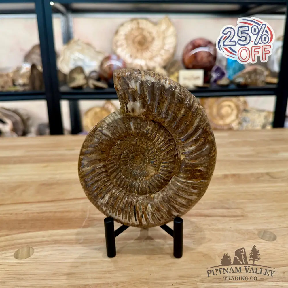 Jurassic Ammonite Fossil 6.11’’ - Fossil Specimen