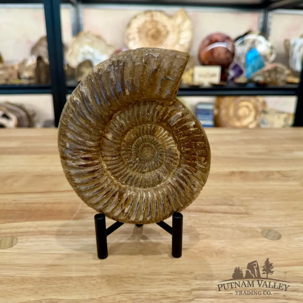Jurassic Ammonite Fossil 6.11’’ - Fossil Specimen