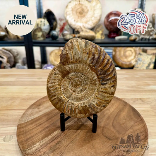 Jurassic Ammonite Fossil 6.33’’ - Fossil Specimen
