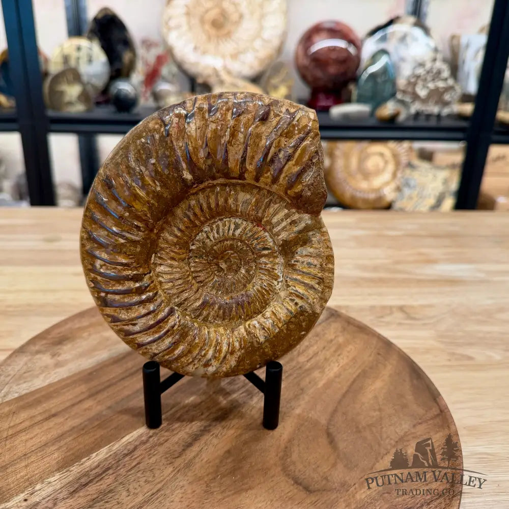 Jurassic Ammonite Fossil 6.33’’ - Fossil Specimen