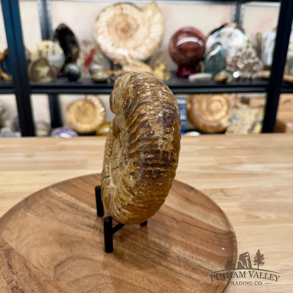 Jurassic Ammonite Fossil 6.33’’ - Fossil Specimen