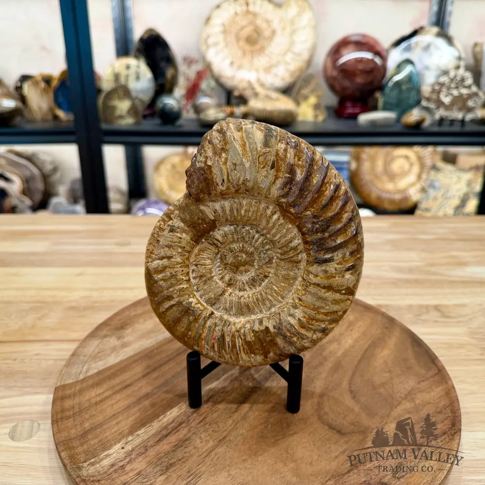 Jurassic Ammonite Fossil 6.33’’ - Fossil Specimen