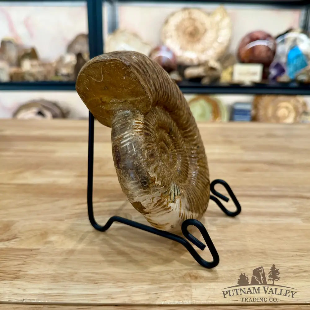 Jurassic Ammonite Fossil 6.34’’ - Fossil Specimen