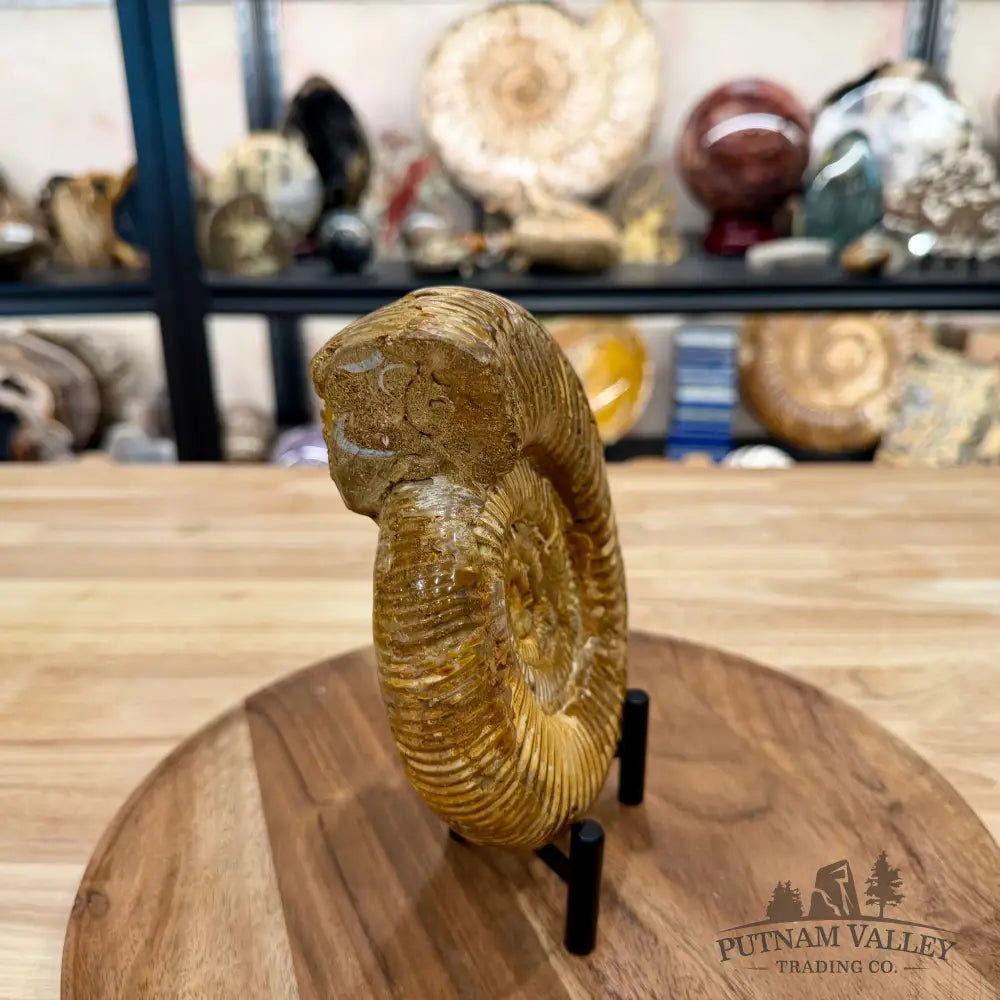 Jurassic Ammonite Fossil 6.34’’ - Fossil Specimen
